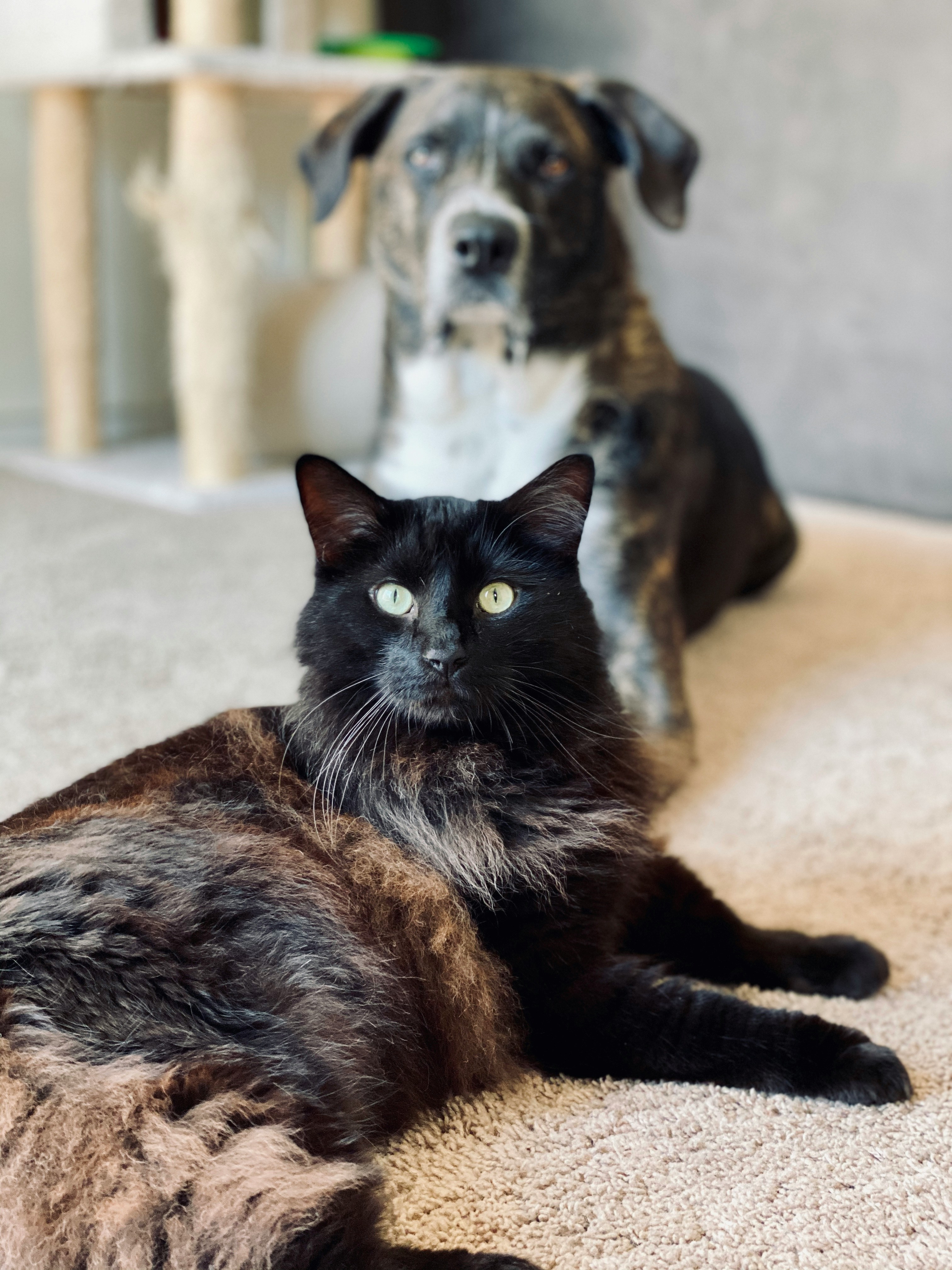 A cat and dog relaxing together at home